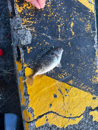 アイゴの釣果