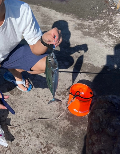 ソウダガツオの釣果