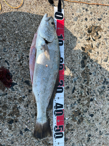 ニベの釣果