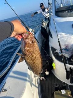 オオモンハタの釣果