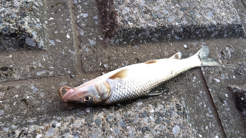 ニゴイの釣果