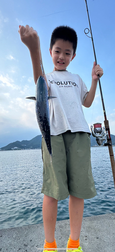 ソウダガツオの釣果