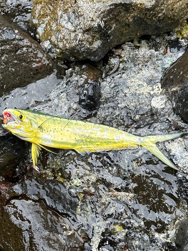 シイラの釣果