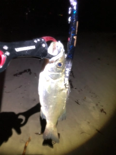 セイゴ(ヒラスズキ)の釣果