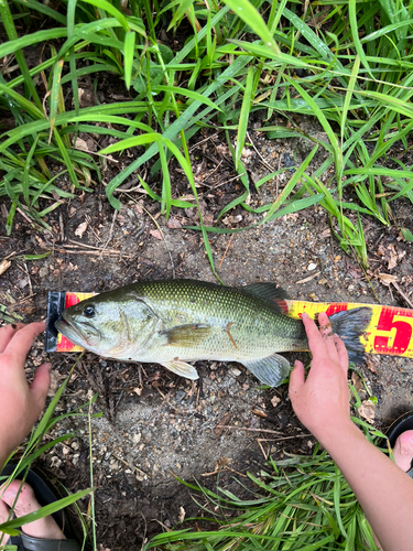 ラージマウスバスの釣果