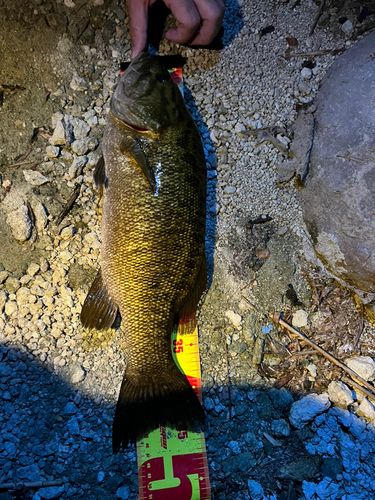 スモールマウスバスの釣果