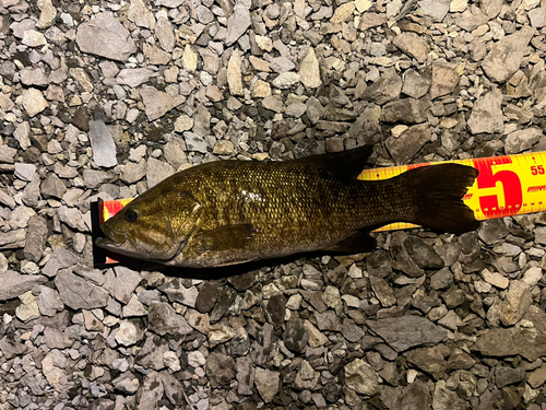 スモールマウスバスの釣果