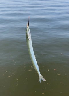 サヨリの釣果