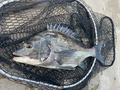 クロダイの釣果