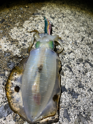 アオリイカの釣果