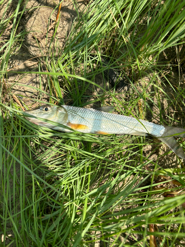 ニゴイの釣果