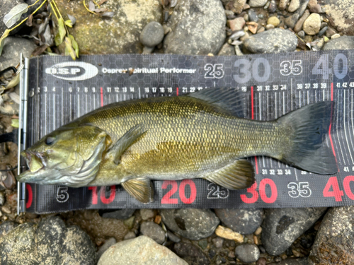 スモールマウスバスの釣果