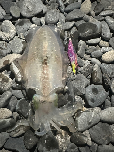 アオリイカの釣果