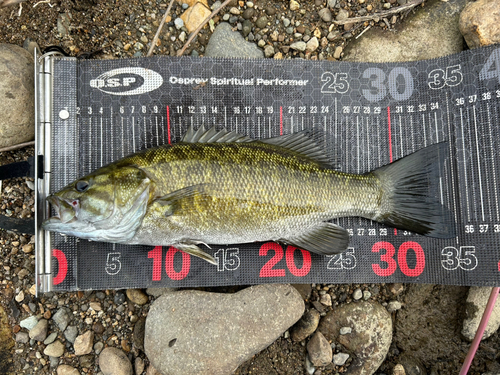 スモールマウスバスの釣果