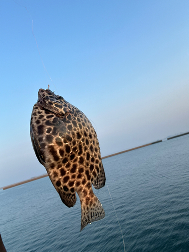 イシガキダイの釣果