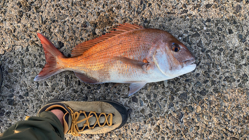 マダイの釣果