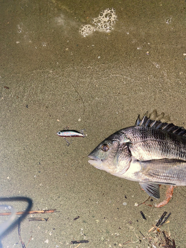 クロダイの釣果