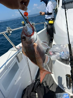 タイの釣果