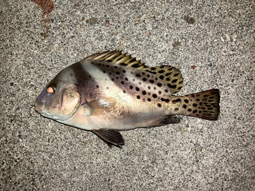 コショウダイの釣果