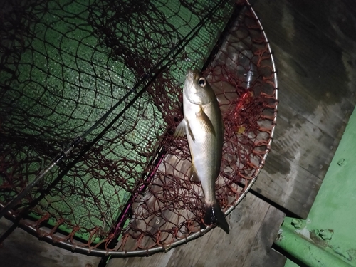 イサキの釣果