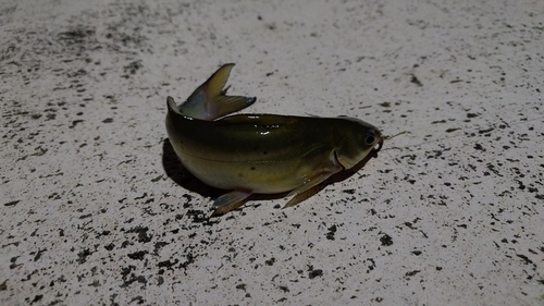 アメリカナマズの釣果