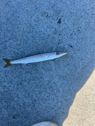 カマスの釣果