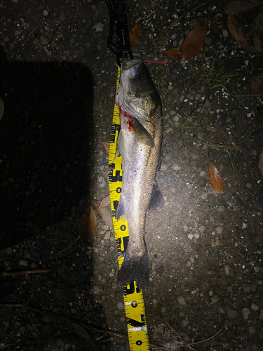 シーバスの釣果