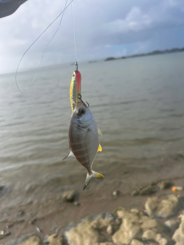 メッキの釣果