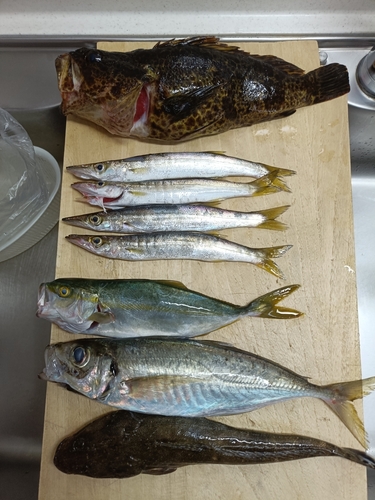 ソイの釣果