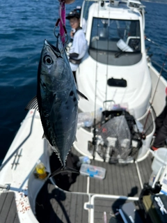 スマガツオの釣果