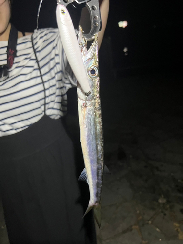 カマスの釣果