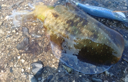 アオリイカの釣果