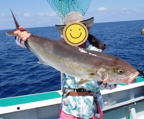 カンパチの釣果