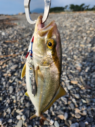 ショゴの釣果