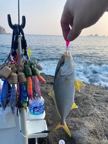 シオの釣果