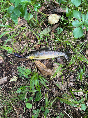 ブラウントラウトの釣果