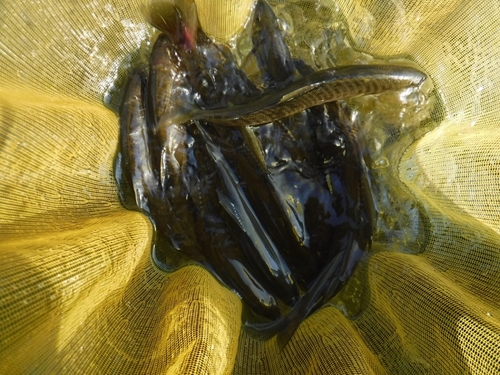 アユの釣果