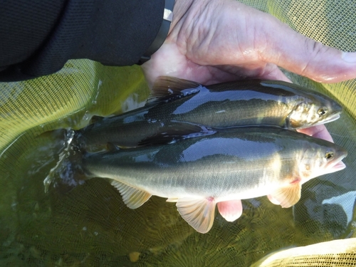 アユの釣果