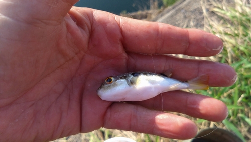 アユの釣果