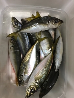 アジの釣果