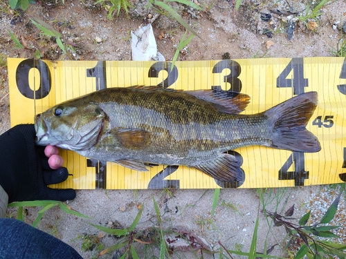 スモールマウスバスの釣果