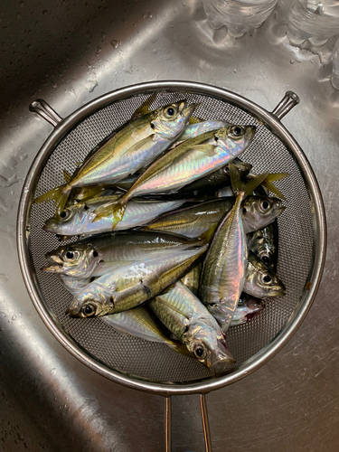 アジの釣果