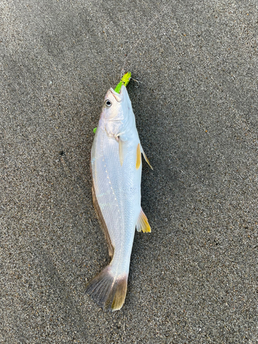 カマスの釣果