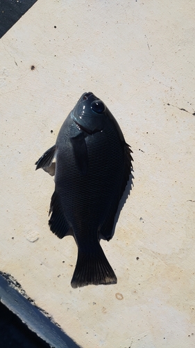 メジナの釣果