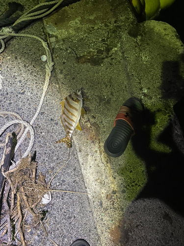 タカノハダイの釣果