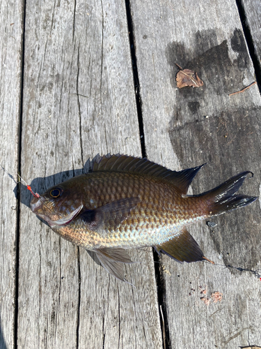 スズメダイの釣果