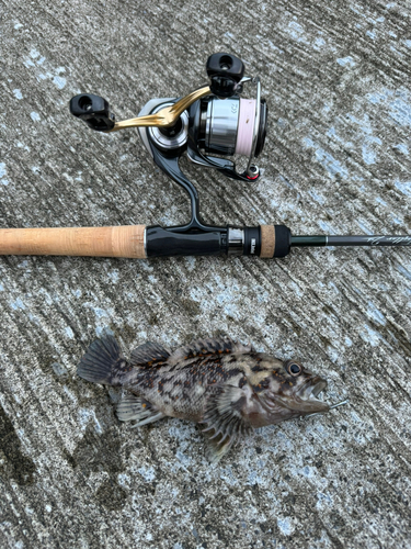 オウゴンムラソイの釣果