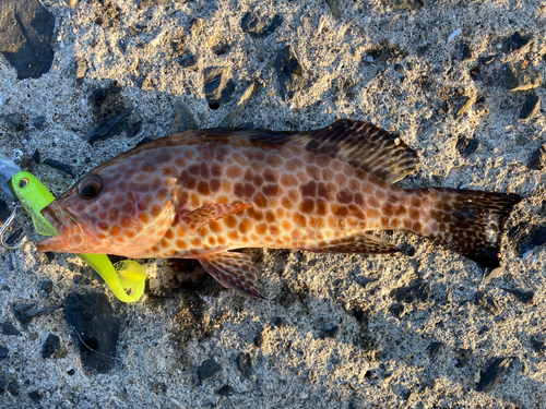 オオモンハタの釣果