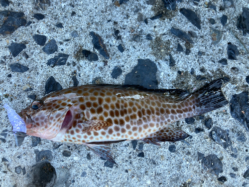 オオモンハタの釣果