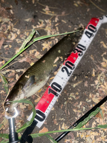 ナマズの釣果